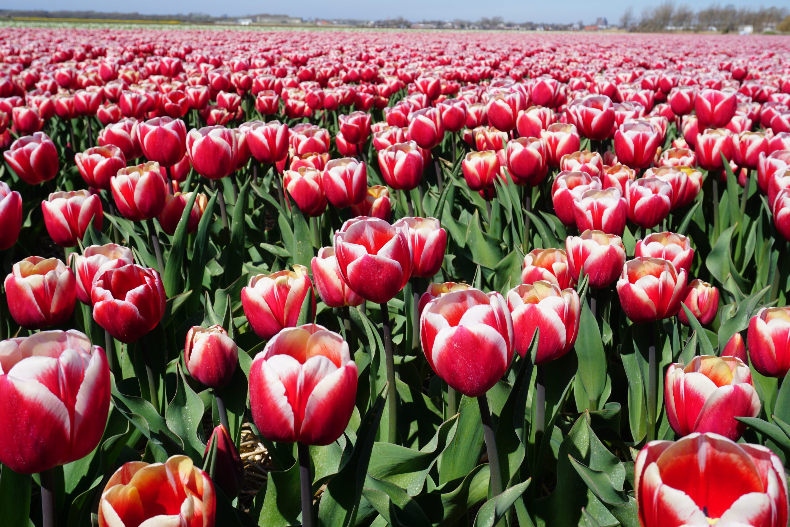 Besuch im tulpenland<br />
Land van Fluwel Sint Maartenszee